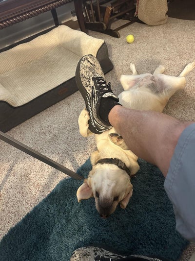 2026 Ram no Promaster RAM PROMASTER 1500 TRADESMAN CARGO VAN LOW ROOF 136' WB