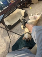 2026 Ram no Promaster RAM PROMASTER 1500 TRADESMAN CARGO VAN LOW ROOF 136' WB